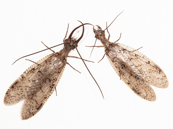 Dobsonfly, Corydalus cornutus, Highland County, Ohio, July 17, 2020