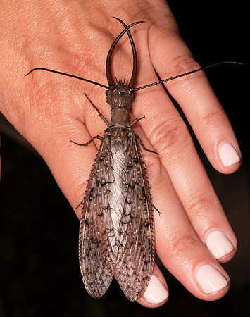 Dobsonfly, Corydalus cornutus, Highland County, Ohio, July 17, 2021 (21) copy