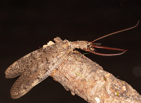 Dobsonfly, male, Corydalus cornutus, Highland County, Ohio, June 26, 2020