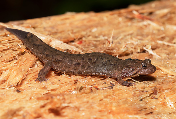 Seal Salamander, Desmognathus monticola, Great Smoky Mountains, Tennessee, May 21, 2020
