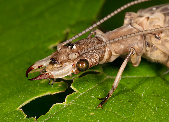 Dobsonfly, Corydalus cornutus, female, Scioto County, Ohio, July 12, 2019