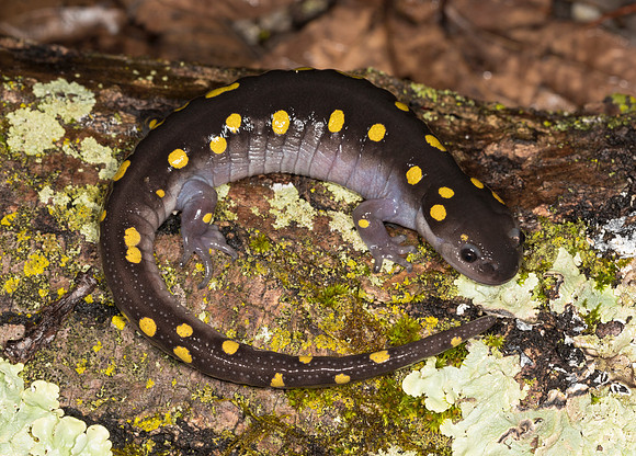 Spotted Salamander, Ambystoma maculatum, Stratford Ecological Center, Delaware Co., OH March 15, 2019 (10)