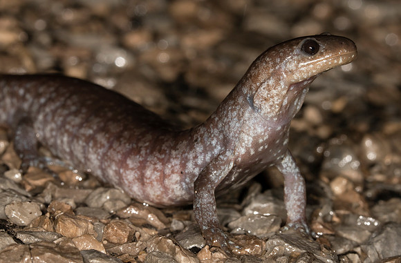 Unisexual Salamander, Ambystoma complex, Logan County, Ohio, March 17, 2021