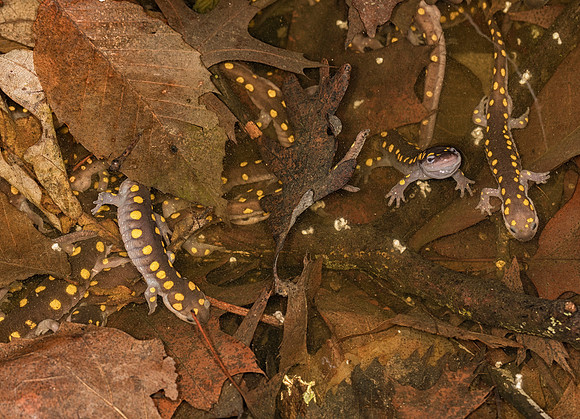 Spotted Salamander, Ambystoma maculatum, in vernal pool, Delaware County, Ohio, March 15, 2019