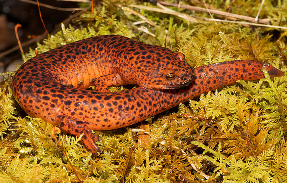 Northern Red Salamander, Pseudotriton ruber, Adams County, Ohio, March 2, 2019