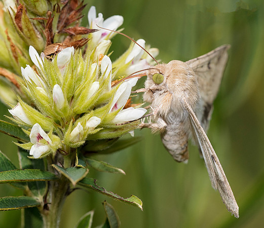 Corn Earworm Moth, Helicoverpa zea, Erie County, Ohio, August 19, 2018
