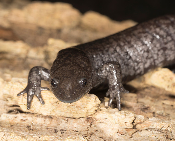 Unisexual Salamander, Ambystoma spp., Logan County, Ohio, February 23, 2019