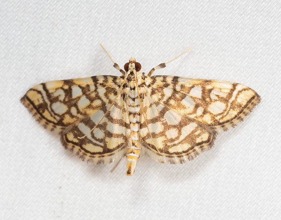 Bog Lygropia Moth, Lygropia rivulais, Crawford County, Ohio, July 7, 2020