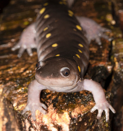 Spotted Salamander, Ambystoma maculatum, Delaware County, Ohio, March 11, 2021 (2)