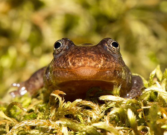 Northern Dusky Salamander, Desmognathus fuscus, Adams County, March 31, 2021