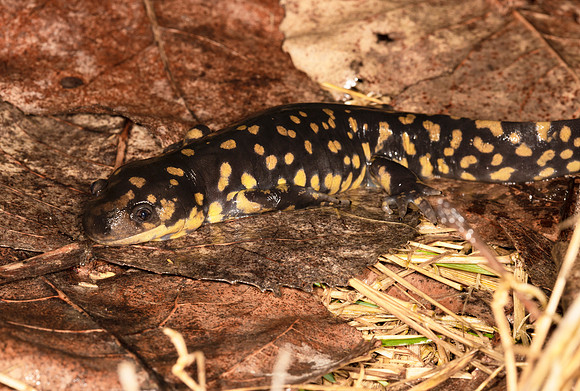 Tiger Salamander, Ambystoma tigrinum, Logan County, Ohio, March 17, 2021