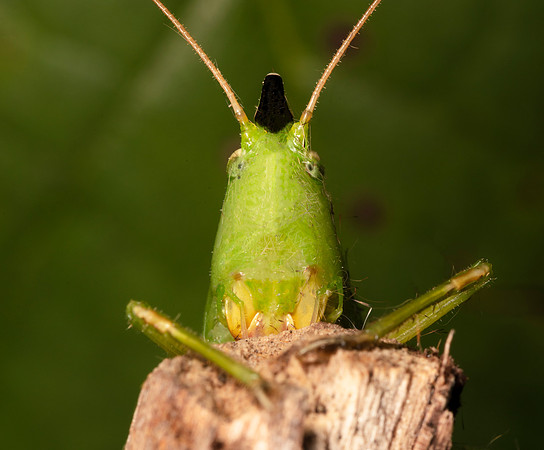 Nebraska Conehead, Neoconocephalus nebrascensis, Highland County, Ohio, August 8, 2020