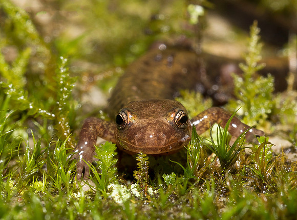 Four-toed Salamander, Hemidactylium scutatum, New River Gorge, West Virginia, May 6, 2018