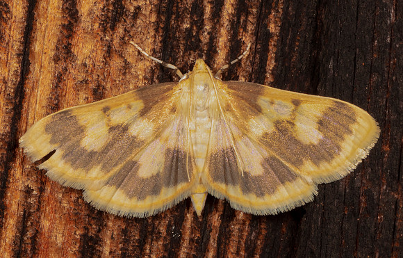Langdon's Root Moth, Polygrammodes langdonalis, Highland County, Ohio, June 26, 2020