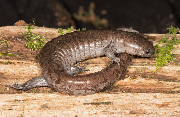 Streamside Salamander, Ambystoma barbouri, Adams County, Ohio, March 2, 2019