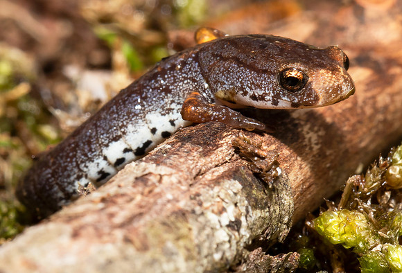 Four-toed Salamander, Hemidactylium scutatum, Adams County, Ohio, March 31, 2021 (2)