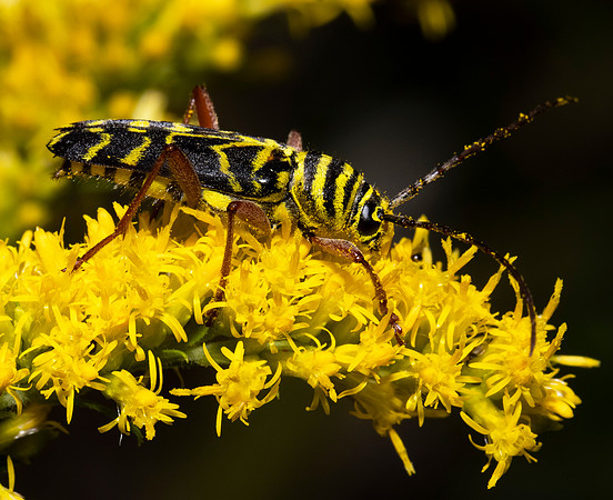 Locust Borer, Megacyllene robiniae, Franklin County, Ohio, September 25, 2021 (3)