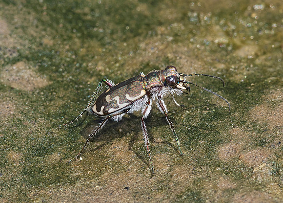 Bronzed Tiger Beetle, Cicindela repanda, Meigs County, Ohio, August 6, 2018 (2)