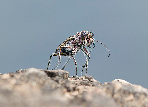 Bronzed Tiger Beetle, Cicindela repanda, Meigs County, Ohio, August 6, 2018