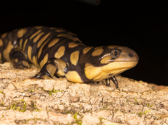 Tiger Salamander, Ambystoma tigrinum, Logan County, Ohio, February 23, 2019