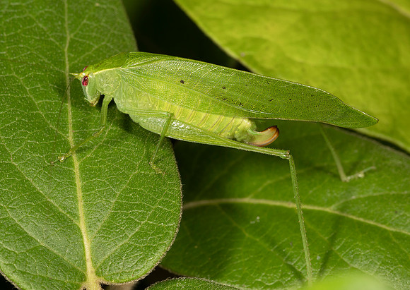 Modest Katydid, Montezumina modesta, Delaware County, Ohio, August 30, 2020
