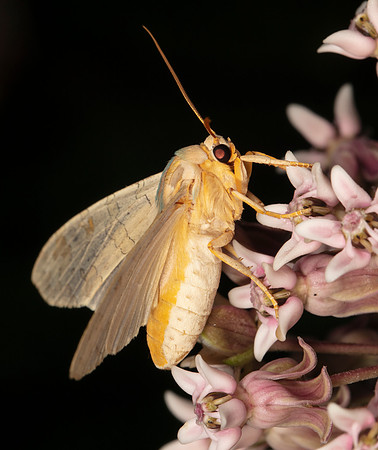 Tussock Moth, Halysidota ssp., Crawford County, Ohio, July 23, 2020 (2)
