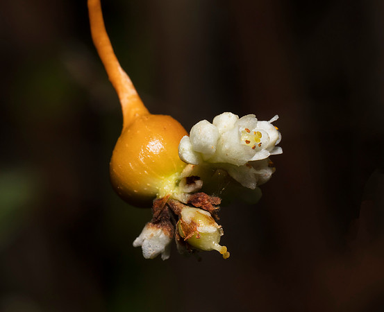 Dodder Gall Weevil, Smicronyx sculpticollis, Portage County, Ohio, September 11, 2019