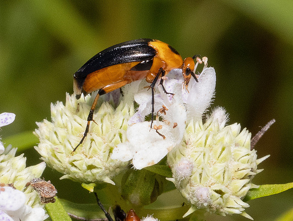 Wedge-shaped Beetle, Macrosiagon limbata, on Pycnanthemum tenuifolium, Adams County, Ohio, August 5, 2021 (18)