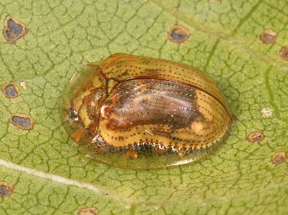 Golden Tortoise Beetle, Charidotella sexpunctata, Licking County, Ohio, September 14, 2019