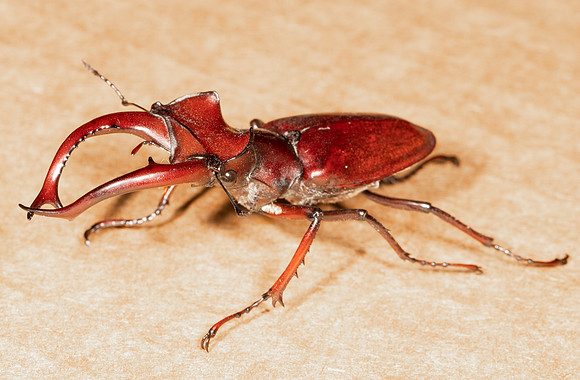 Giant Stag Beetle, Lucanus elaphus, Adams County, Ohio, August 5, 2021 (13)