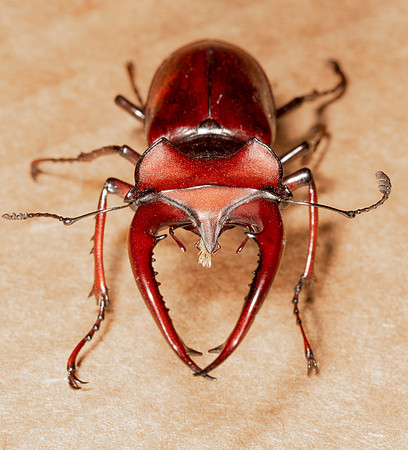 Giant Stag Beetle, Lucanus elaphus, Adams County, Ohio, August 5, 2021 (14)