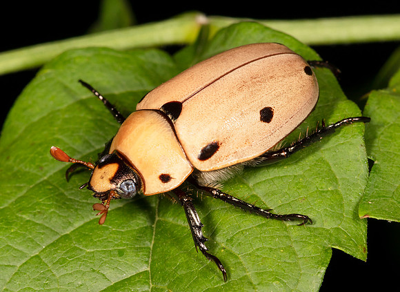 Grapevine Beetle, Pelidnota punctata, Franklin County, Ohio, July 13, 2020