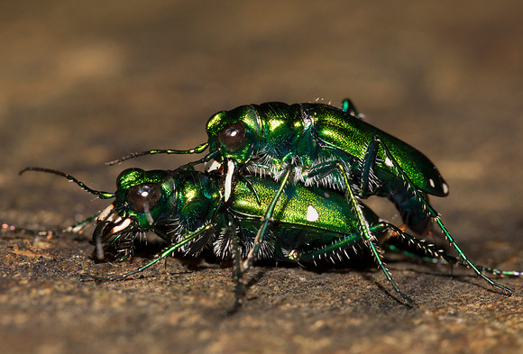 Six-spotted Tiger Beetle, Cicindela sexguttata, Scioto County, Ohio, June 16, 2019