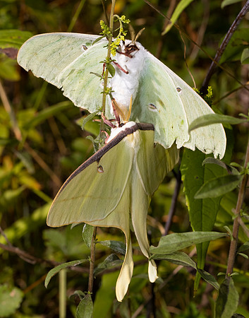 Luna Moth, Actias luna, Scioto County, Ohio, August 5, 2021 (44)