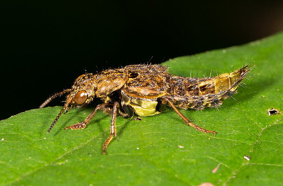 Golden-and-brown Rove Beetle, Ontholestes cingulatus, Adams County, Ohio, September 8, 2020