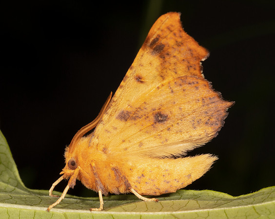 Maple Spanworm, Ennomos magnaria, Franklin County, Ohio, August 11, 2020