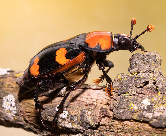 American Burying Beetle, Nicrophorus americanus, The Wilds, Muskingum County, December 19, 2020 (1)