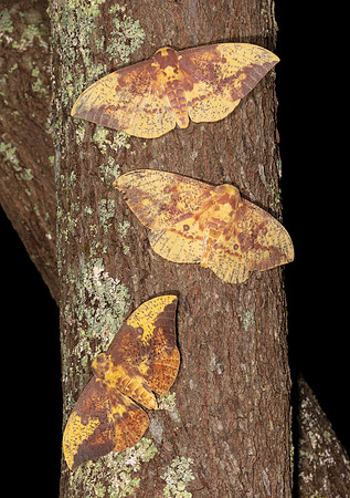 Imperial Moth, Eacles imperialis, Highland County, Ohio, August 8, 2020