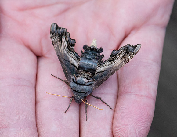 Abbott's Sphinx, Sphecodina abbottii, Fayette County, West Virginia, May 2, 2015