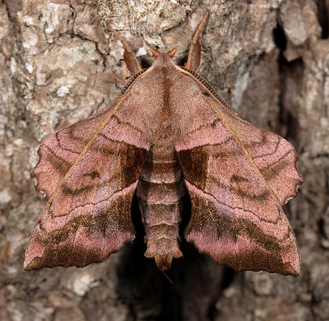 Walnut Sphinx, Amorpha juglandis, Highland County, Ohio, August 8, 2020
