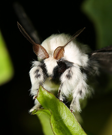 Large Tolype, Tolype velleda, Fayette County, West Virginia, September 26, 2014