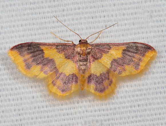 Stained Lophosis, Lophosis labeculata, Highland County, Ohio, June 26, 2020