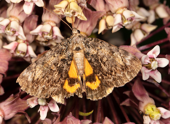 Little Underwing, Catocala minuta, Crawford County, Ohio, July 23, 2020