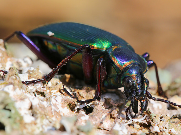 Caterpillar-hunter, Calosoma scrutator, Adams County, Ohio, June 26, 2014