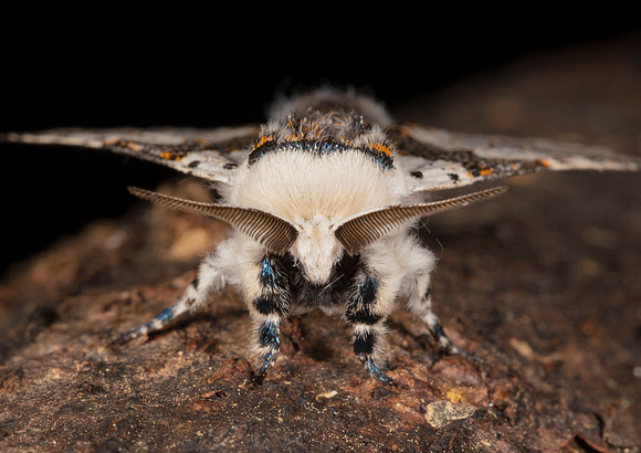 White Furcula, Furcula borealis, Vinton County, Ohio, June 15, 2020
