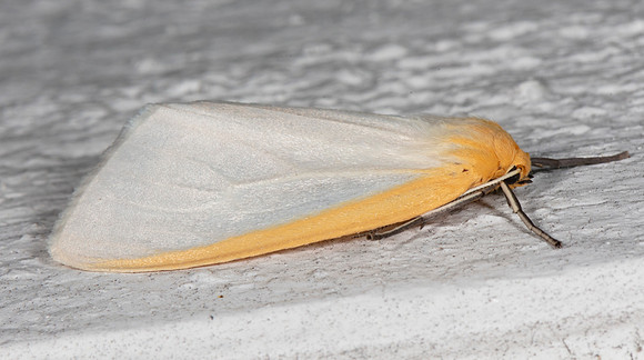Delicate Cycnia, Cycnia tenera, Franklin County, Ohio, August 16, 2020