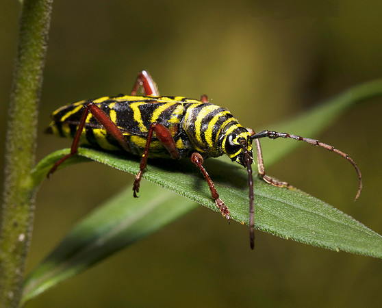 Locust Borer, Megacyllene robiniae, Pike County, Ohio, September 26, 2018