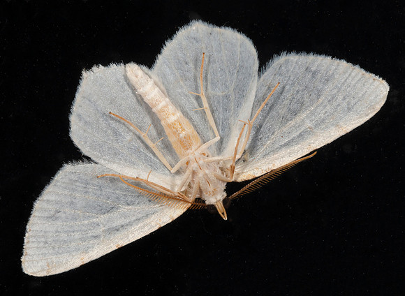 Lesser Maple Spanworm, Macaria pustularia, Franklin County, Ohio, July 11, 2020