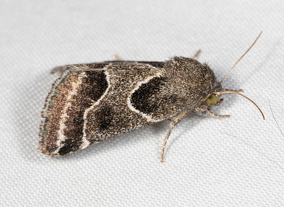 Ragweed Flower Moth, Schinia rivulosa, Washington County, Ohio, August 23, 2020