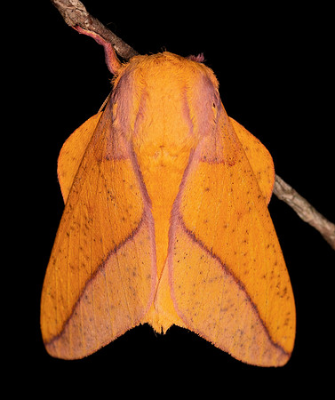 Bisected Honey Locust Moth, Ssphinx bisecta, Highland County, Ohio, June 26, 2021 (39) copy